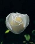 pic for White rose